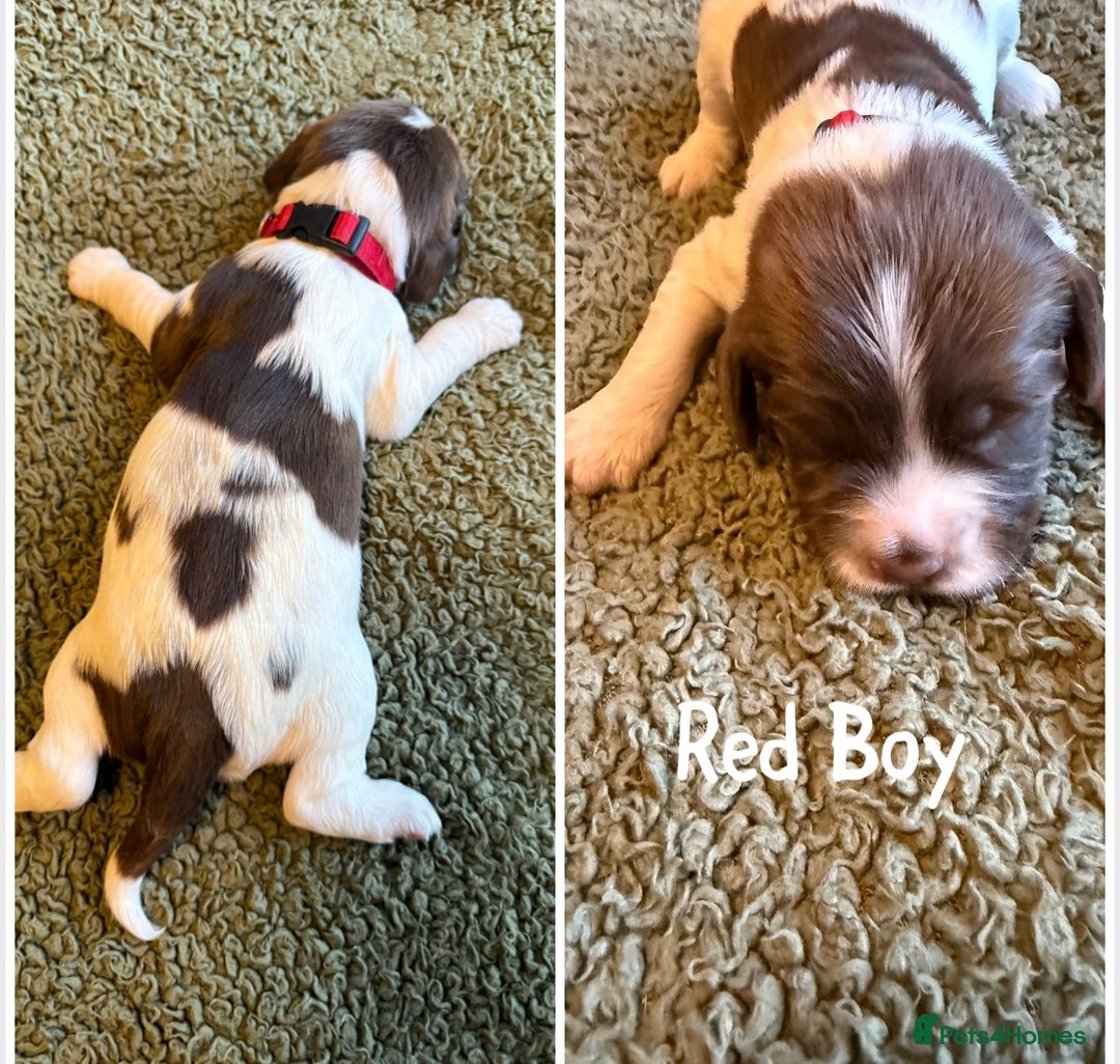 English Springer Spaniel dogs for sale: 🐶 6 x KC REG SPRINGER SPANIELS READY 30th OCT 🎃 - Image 8