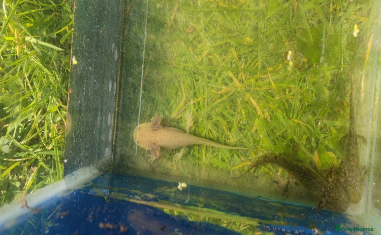 Axolotl reptiles - Advert 5