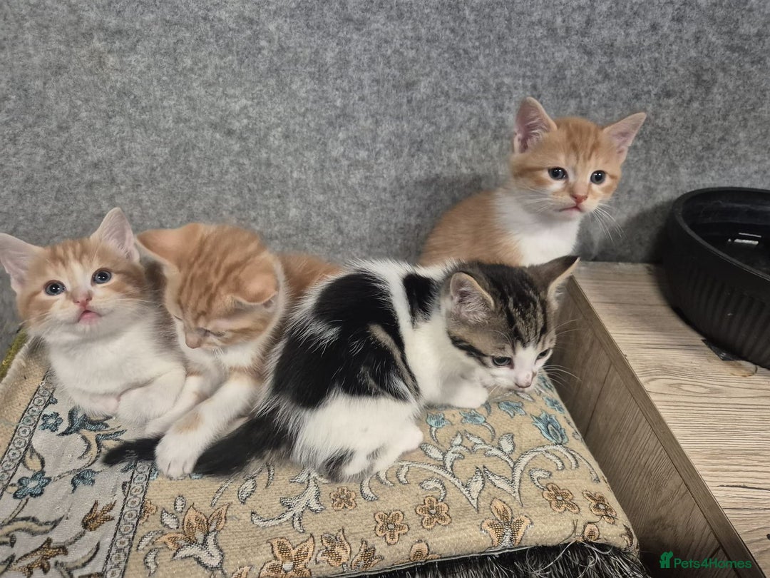 Mixed Breed cats for sale: Friendly kitten - Image 17