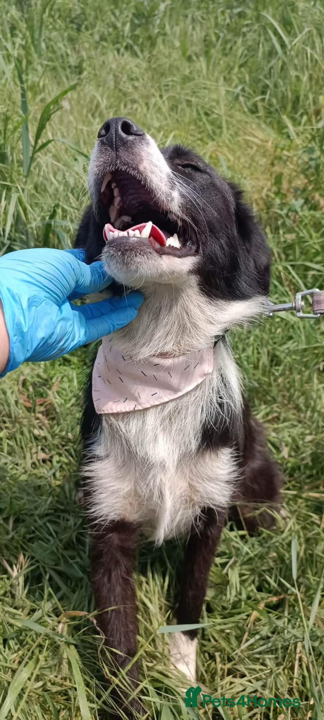 Mixed Breed dogs for adoption: Terrific Trixie - Image 11