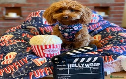 Toy Poodle dogs for sale: TINY TOY POODLE PUPPIES 5🌟LICENSED BREEDER  - Image 15