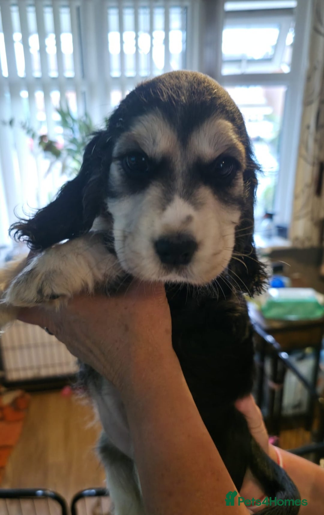 Cocker Spaniel dogs for sale: Cocker Spaniel puppies  - Image 18