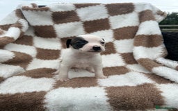 Jack Russell dogs for sale: 5 true to type jack russels  - Image 9