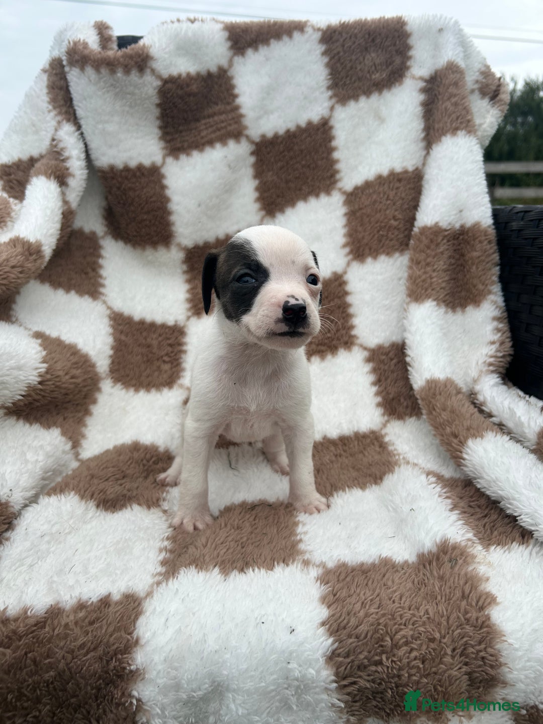 Jack Russell dogs for sale: 5 true to type jack russels  - Image 9