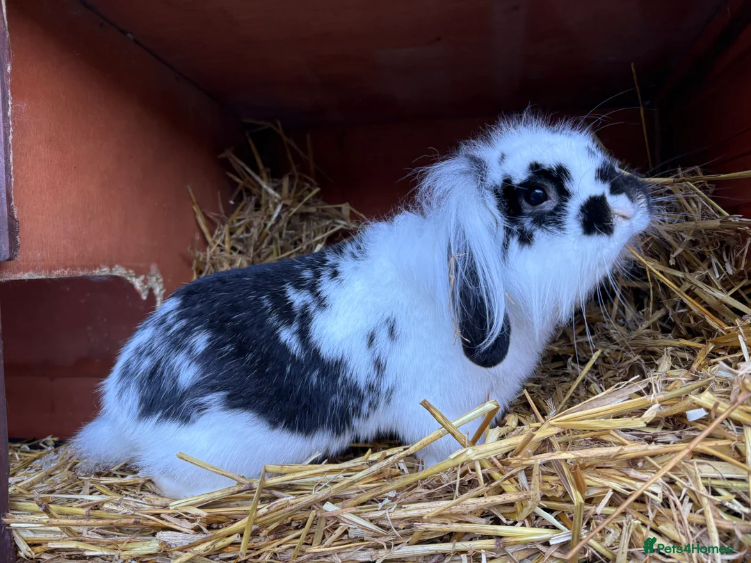 Mini Lion Lop rabbits for sale: Lionhead lion male  - Advert 1