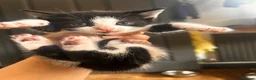 Mixed Breed cats for sale: 14 beautiful kittens for sale  - Advert 6