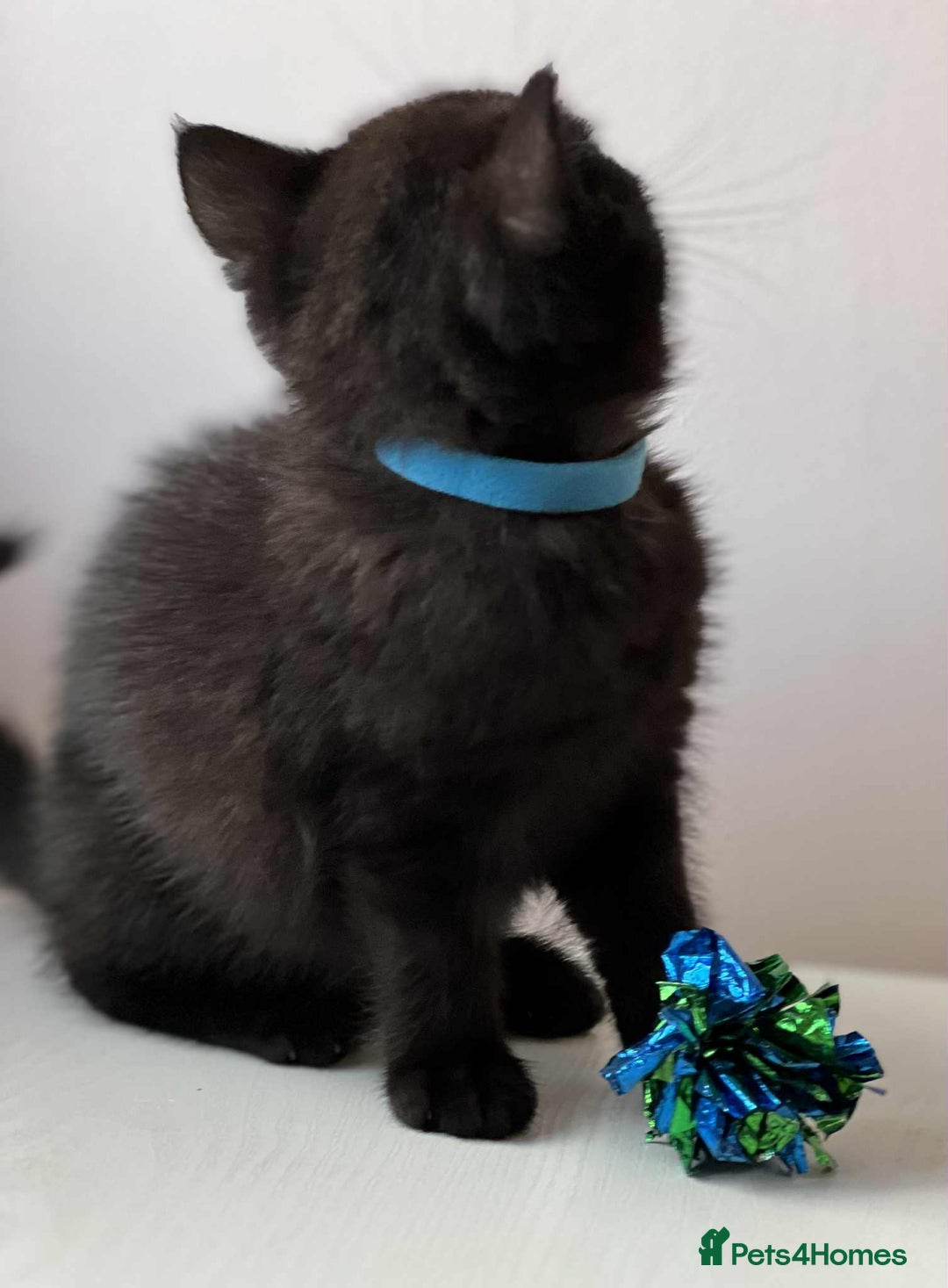 British Shorthair cats for sale: British Shorthair kittens - Image 20