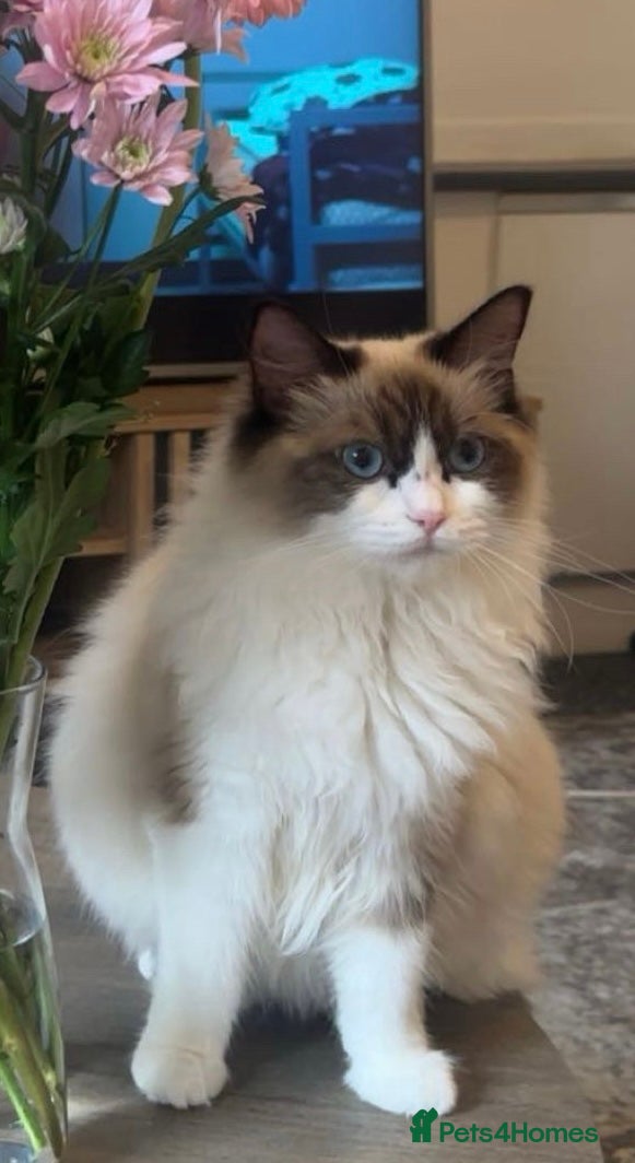 Ragdoll cats 🐾Adorable ragdoll girl - Advert 6
