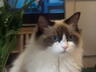 Ragdoll cats 🐾Adorable ragdoll girl - Advert 6