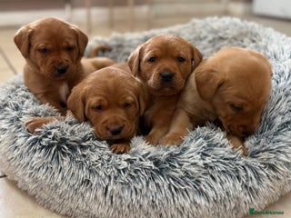 Labrador Retriever dogs Outstanding Chunky Male Labradors Puppies 🐶 - Advert 6