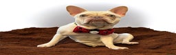 French Bulldog dogs for sale: 1 year old female platinum frenchie.  - Advert 10