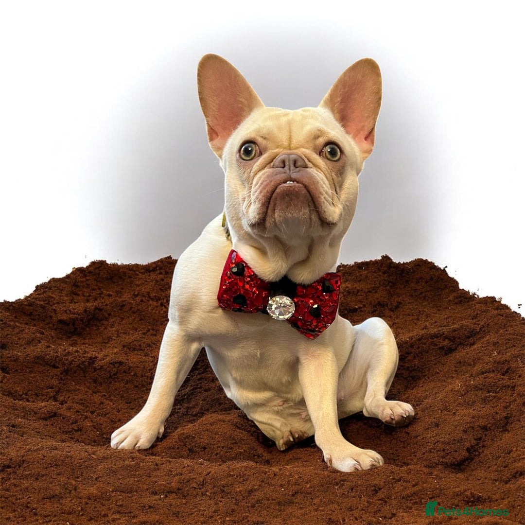 French Bulldog dogs for sale: 1 year old female platinum frenchie.  - Advert 10