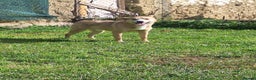Mixed Breed dogs for adoption: Timid Barney looking for his perfect home!  - Advert 8