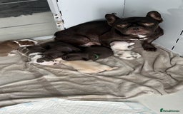 French Bulldog dogs for sale: Hikema X Cheeko (French bulldogs) - Image 2