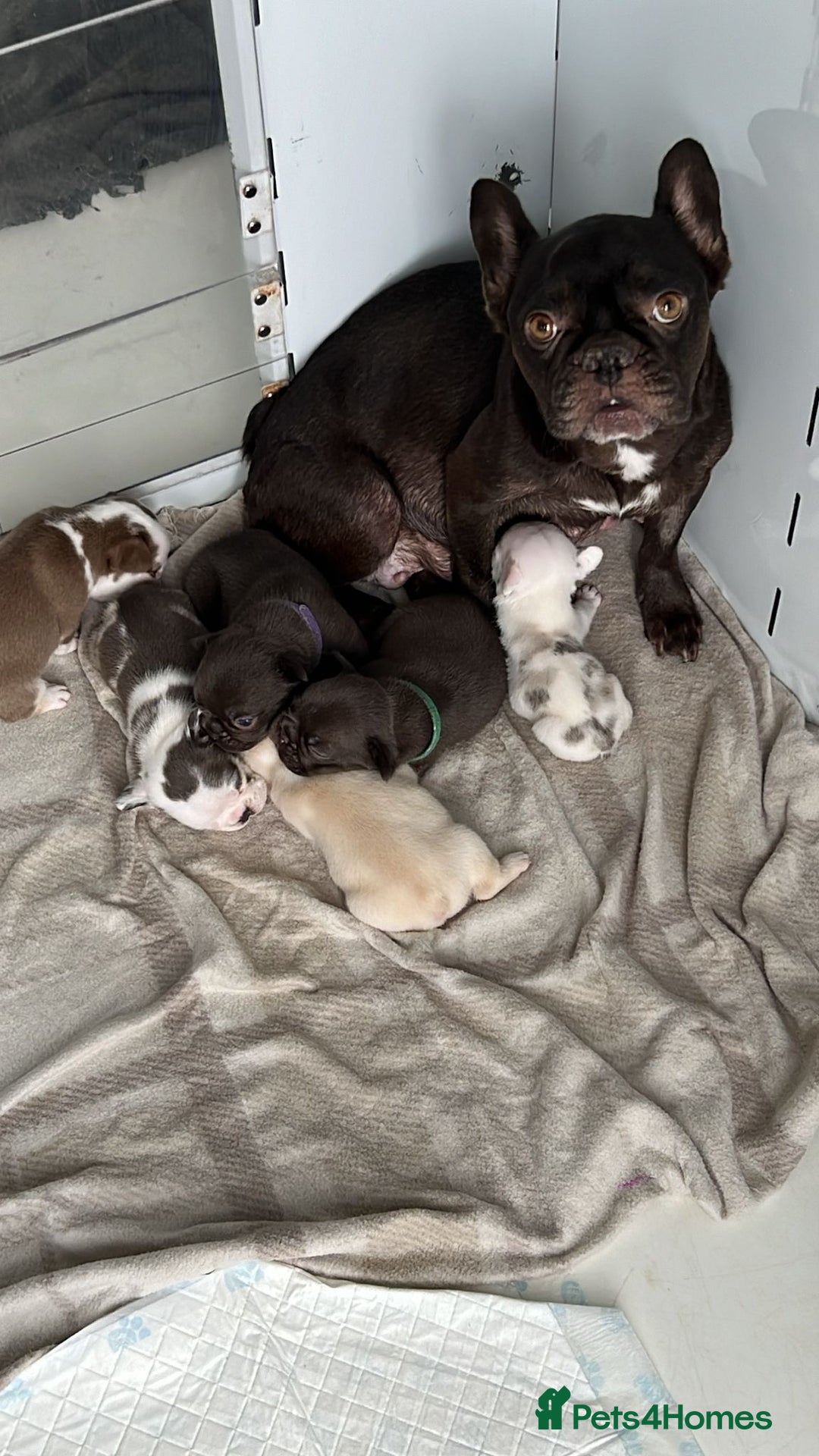 French Bulldog dogs for sale: Hikema X Cheeko (French bulldogs) - Image 2