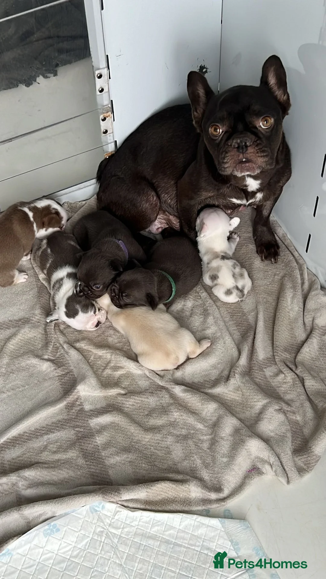 French Bulldog dogs for sale: Hikema X Cheeko (French bulldogs) - Advert 4