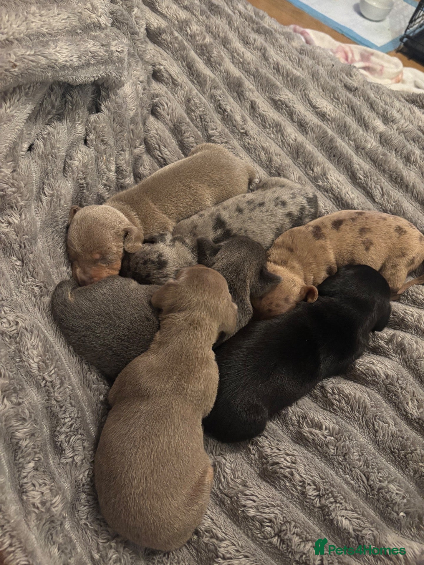 Miniature Dachshund dogs KC Miniture daschund short haired puppies - Advert 11