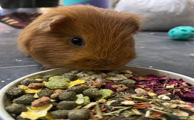 Guinea Pig rodents - Advert 3