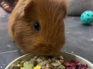 Guinea Pig rodents - Advert 9