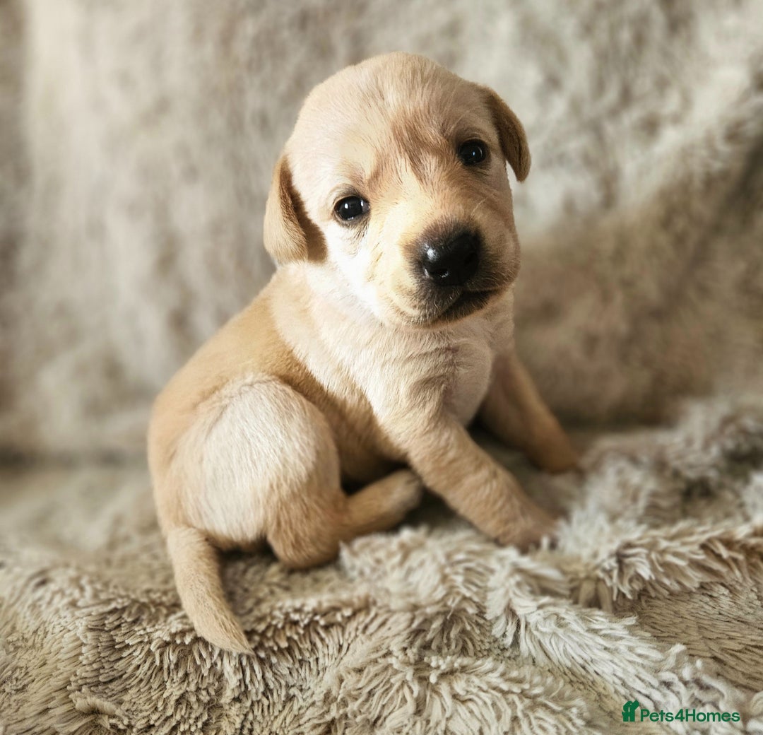 Labrador Retriever dogs for sale: KC Registered Labrador Puppies – Family Raised - Advert 17