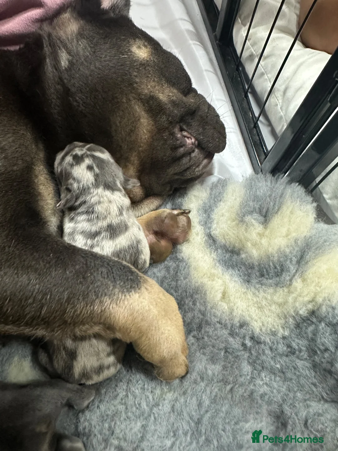French Bulldog dogs for sale: Beautiful Frenchie Puppies Looking 4 Loving Home - Advert 24