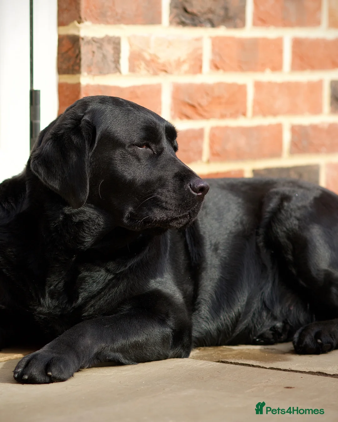 Labrador Retriever dogs for sale: Show black female labrador  - Advert 5