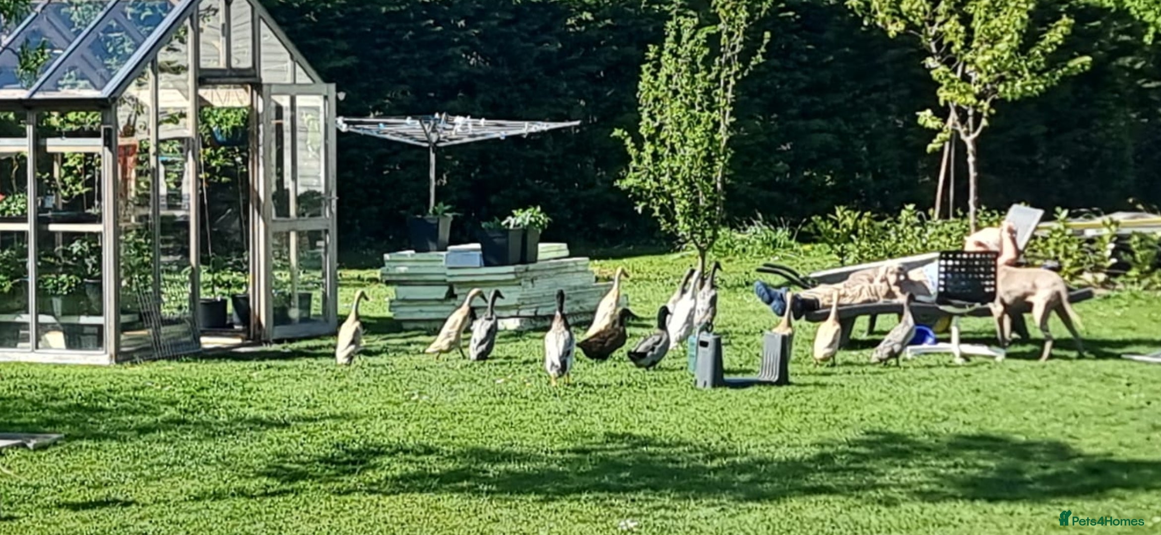 Ducks poultry Indian runner ducks - Advert 5