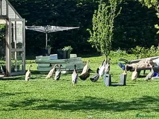 Ducks poultry Indian runner ducks - Advert 5