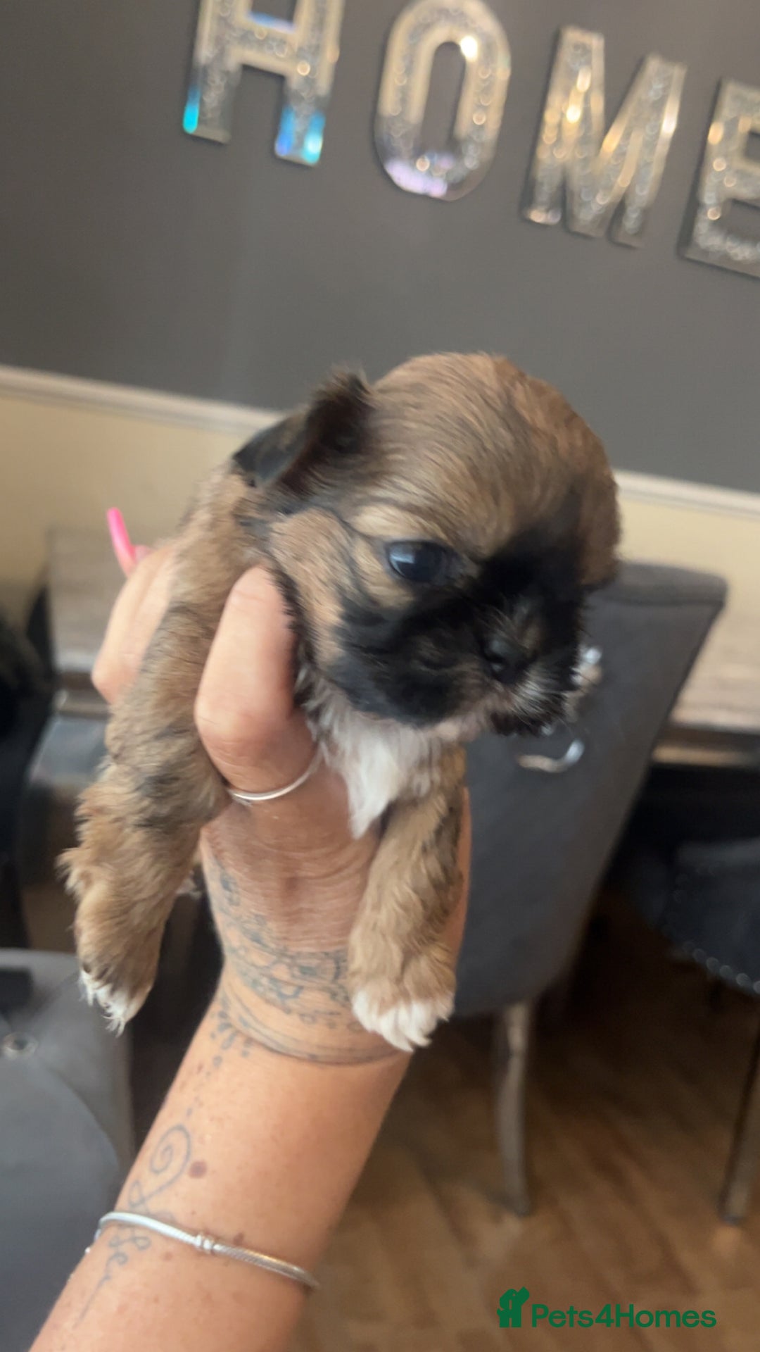 Shih Tzu dogs for sale: Cream and chocolate imperial shih tzu pups - Image 13