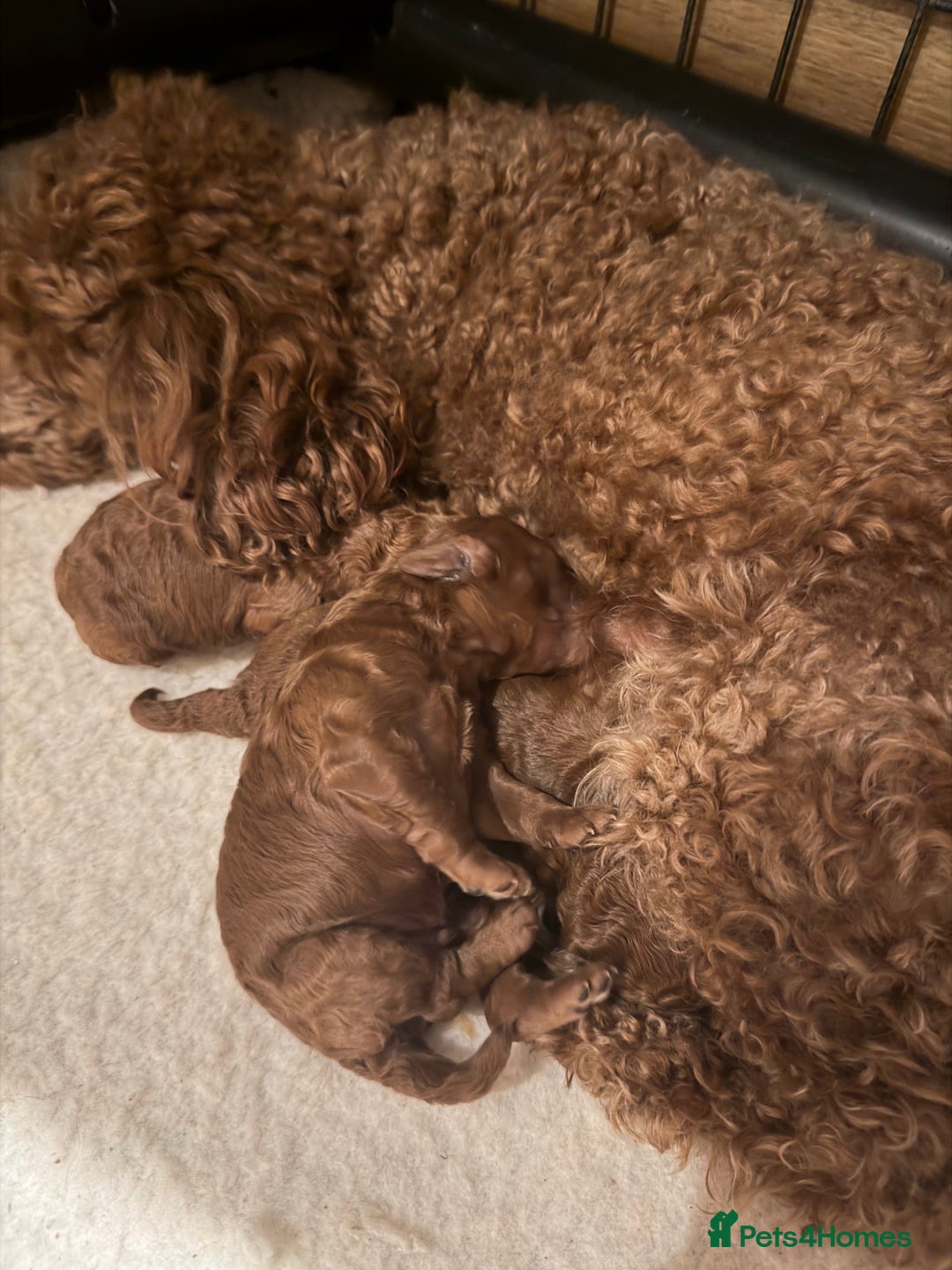Toy Poodle dogs for sale: Stunning Deep Red Toy poodle puppies  - Advert 3