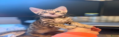 Bengal Kitten - green/no collar