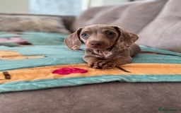 Miniature Dachshund dogs for sale: Stunning Isabella miniature dachshund - Image 3