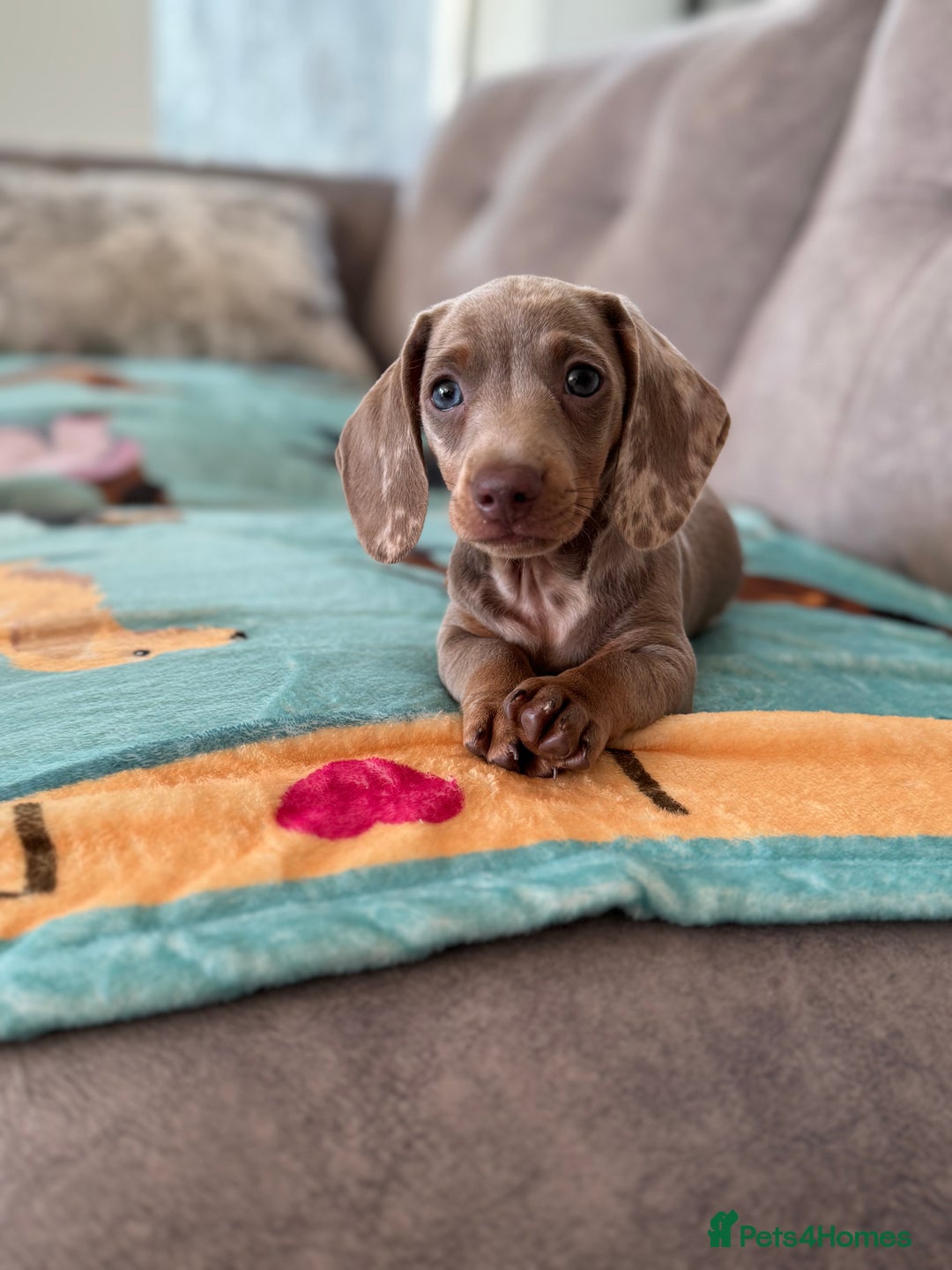 Miniature Dachshund dogs for sale: Stunning Isabella miniature dachshund - Image 3