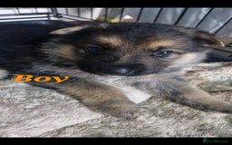 German Shepherd dogs for sale: KC registered German Shepherd puppies  - Image 8