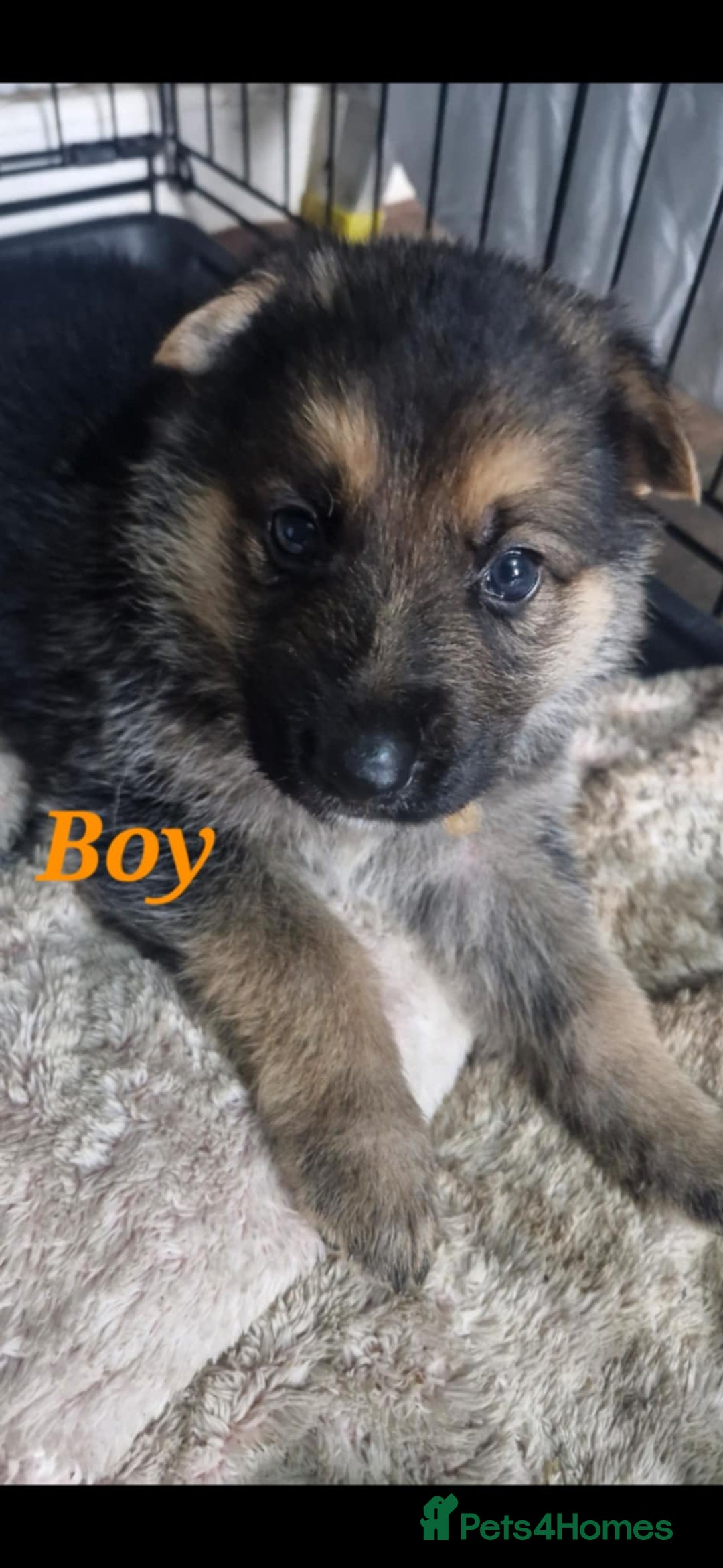 German Shepherd dogs for sale: KC registered German Shepherd puppies  - Image 8