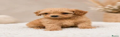 Maltipoo Puppy 4