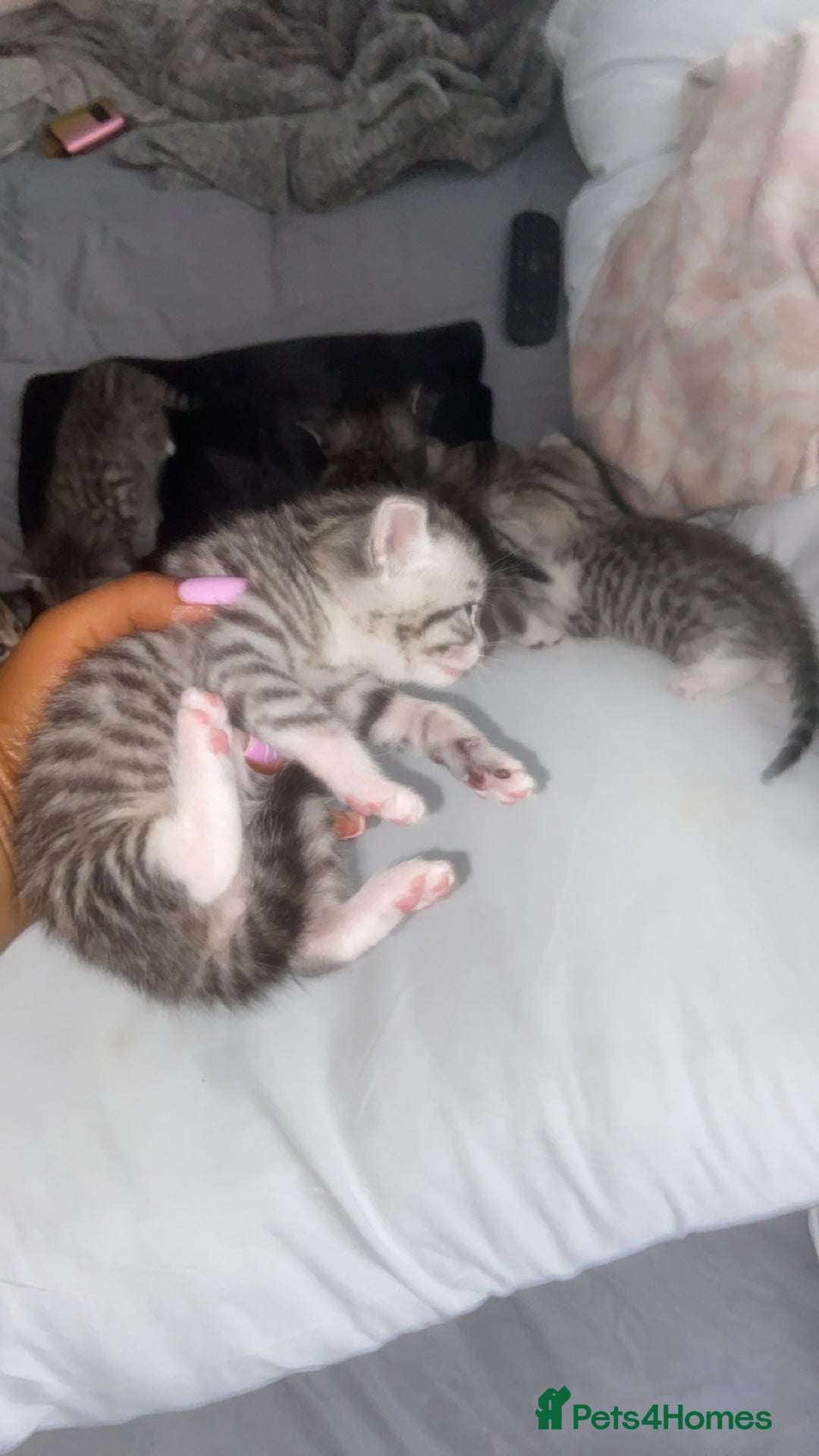Mixed Breed cats for sale: 6 x stunning British shorthair kittens ❤️ - Image 4