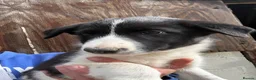Border Collie dogs for sale: Border collies - Advert 5