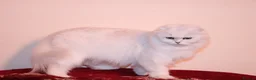 Scottish Fold cats for sale: Scottish fold and straight kittens 🐾🐾 - Advert 14