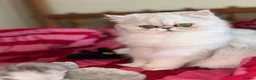 Persian cats for sale: Adorable Silver tipped Persian Boy  in Porthcawl - Advert 29