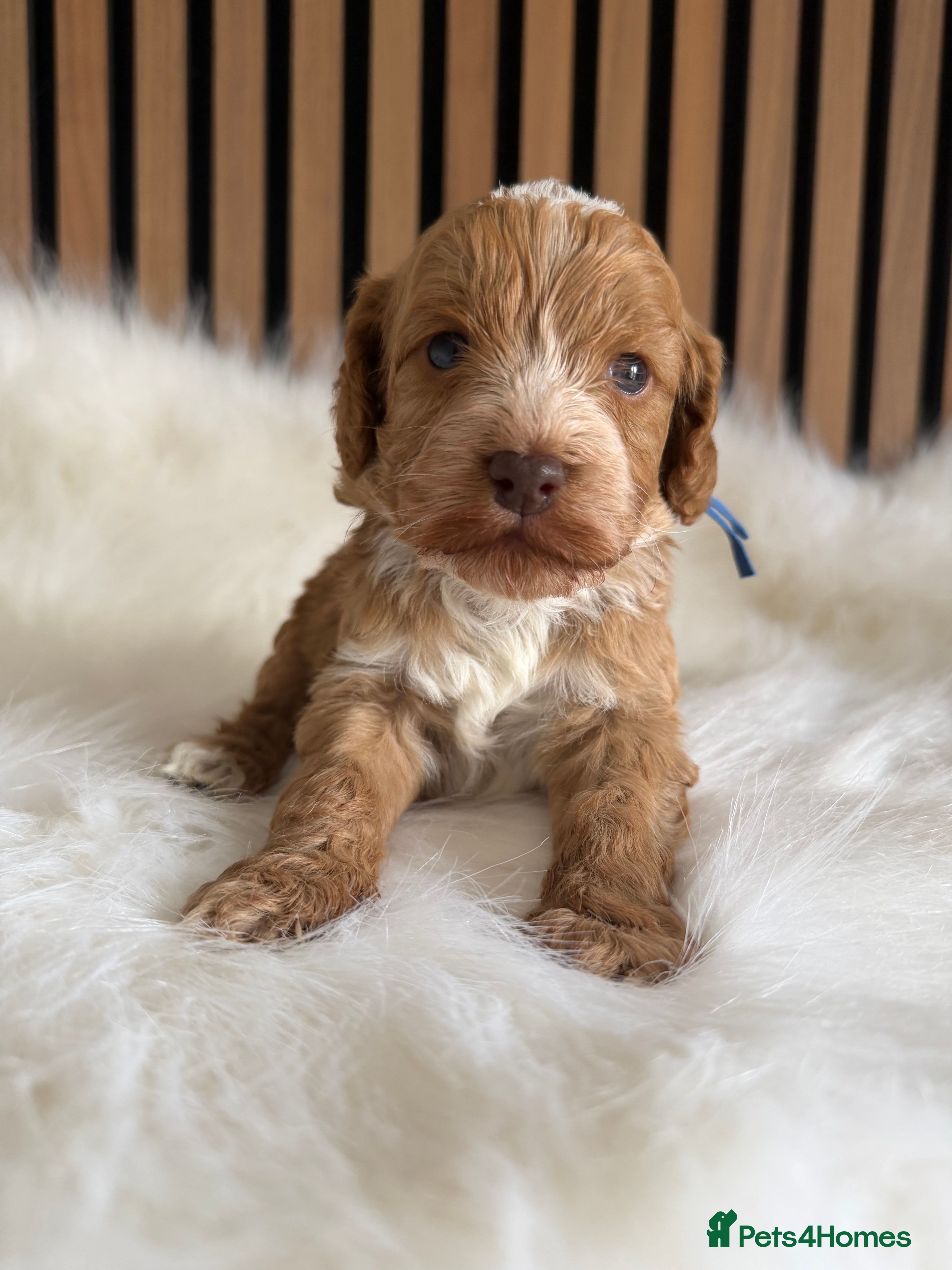 Cockapoo dogs ♦️🐾 F1 Cockapoo Puppies •  Pedigree •DNA Tested✅  - Advert 13