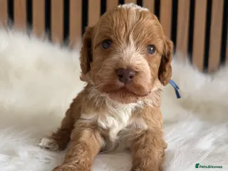 Cockapoo dogs ♦️🐾 F1 Cockapoo Puppies • Pedigree •DNA Tested✅ - Advert 13