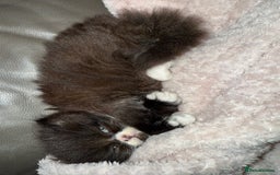 Persian cats for sale: Persian x - Image 6