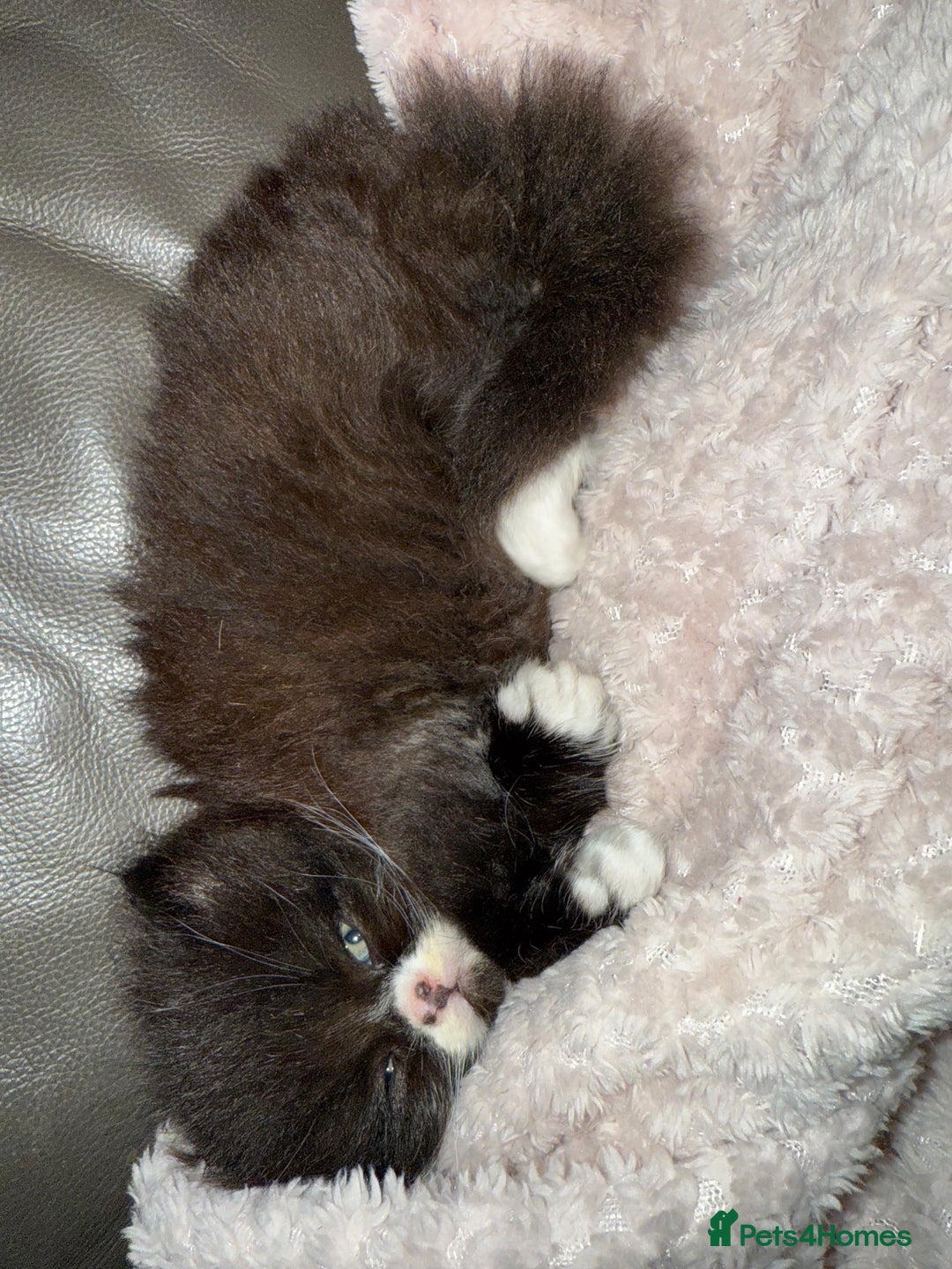 Persian cats for sale: Persian x - Image 6