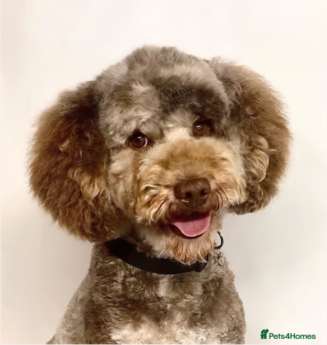 Cavapoo dogs for sale: 🐾 Gorgeous Health Tested F1 Cavapoo Puppies 🐶🐾 - Image 23