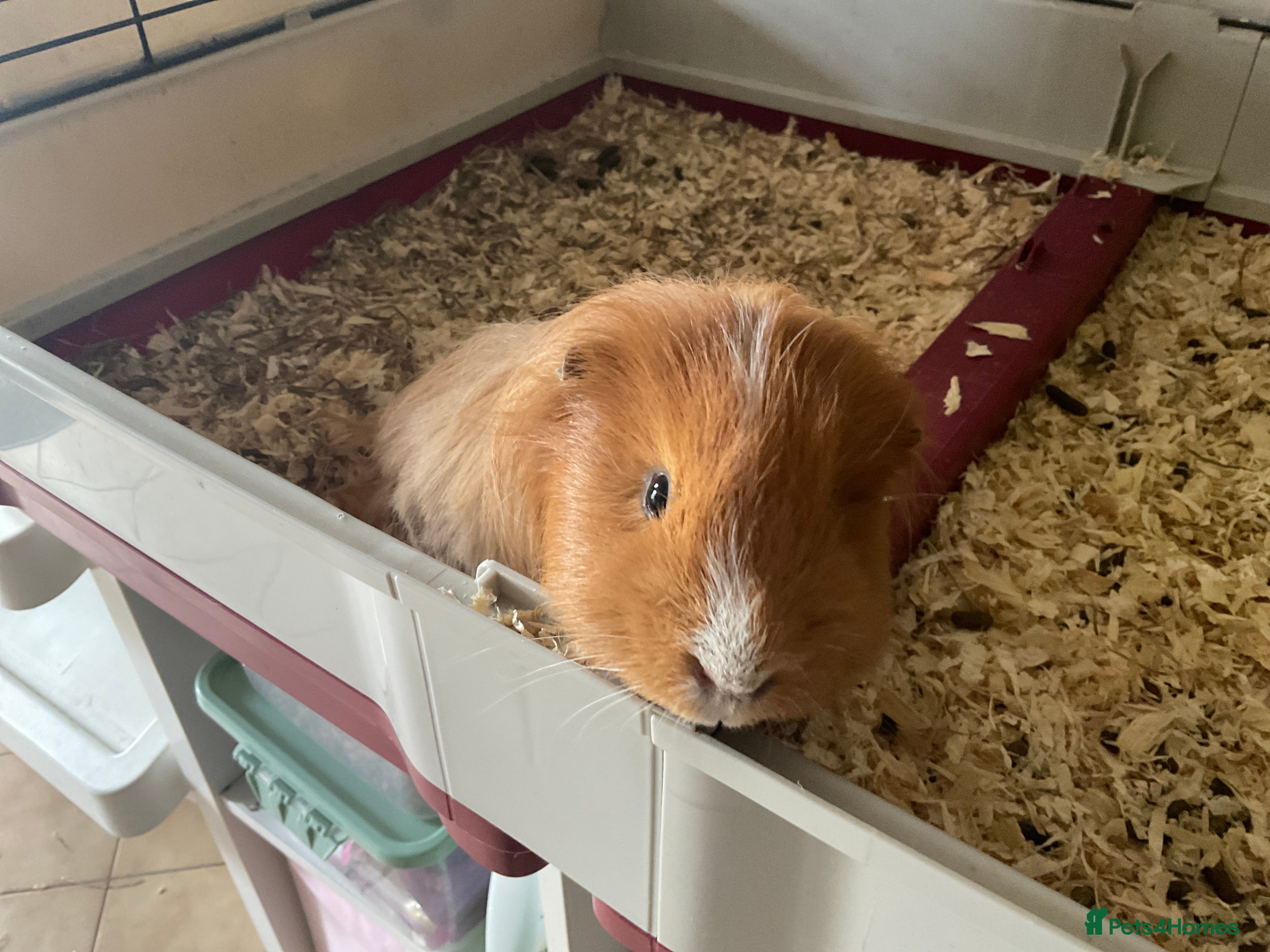 Guinea Pig rodents 2 Male Guinea Pigs - Advert 1
