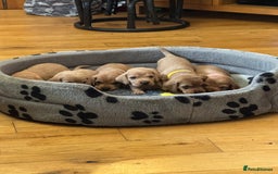 Basset Fauve De Bretagne dogs for sale: Basset Fauve De Bretagne Pups - Image 4