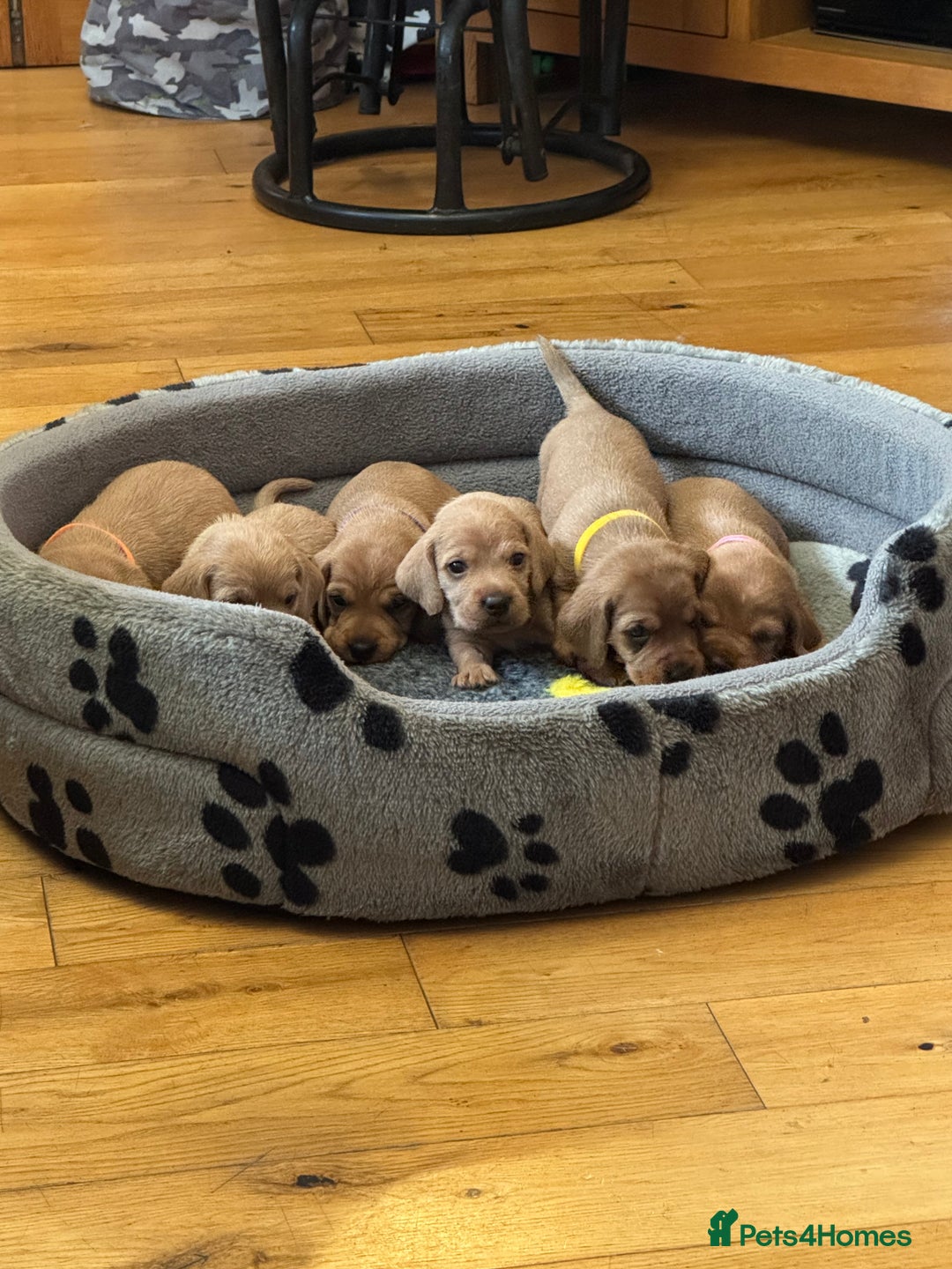 Basset Fauve De Bretagne dogs for sale: Basset Fauve De Bretagne Pups - Image 4