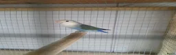 Lovebirds birds for sale: Lovebirds for sale  in Batley - Advert 4
