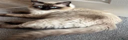 Ragdoll cats for stud: For Stud. Beautiful Male Ragdoll in Sunderland - Advert 3
